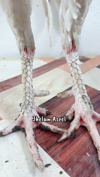 Aseel paper white heera male for sale