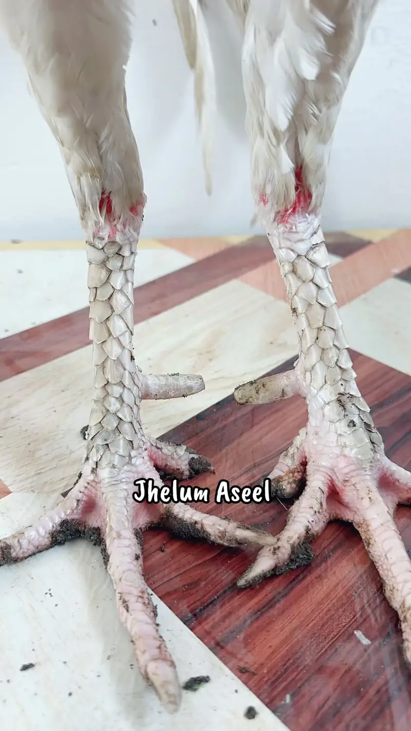 Aseel paper white heera male for sale — photo 2