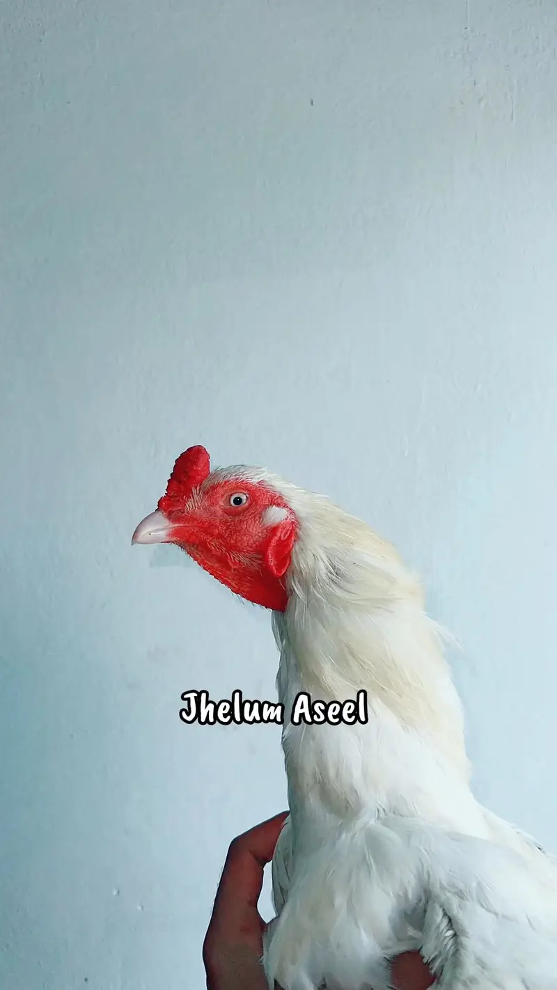 Aseel paper white heera male for sale — photo 3