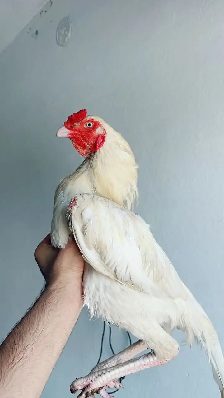 Aseel paper white heera male for sale — photo 5