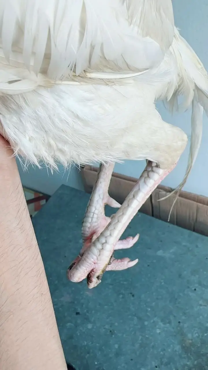 Aseel paper white heera male for sale — photo 6