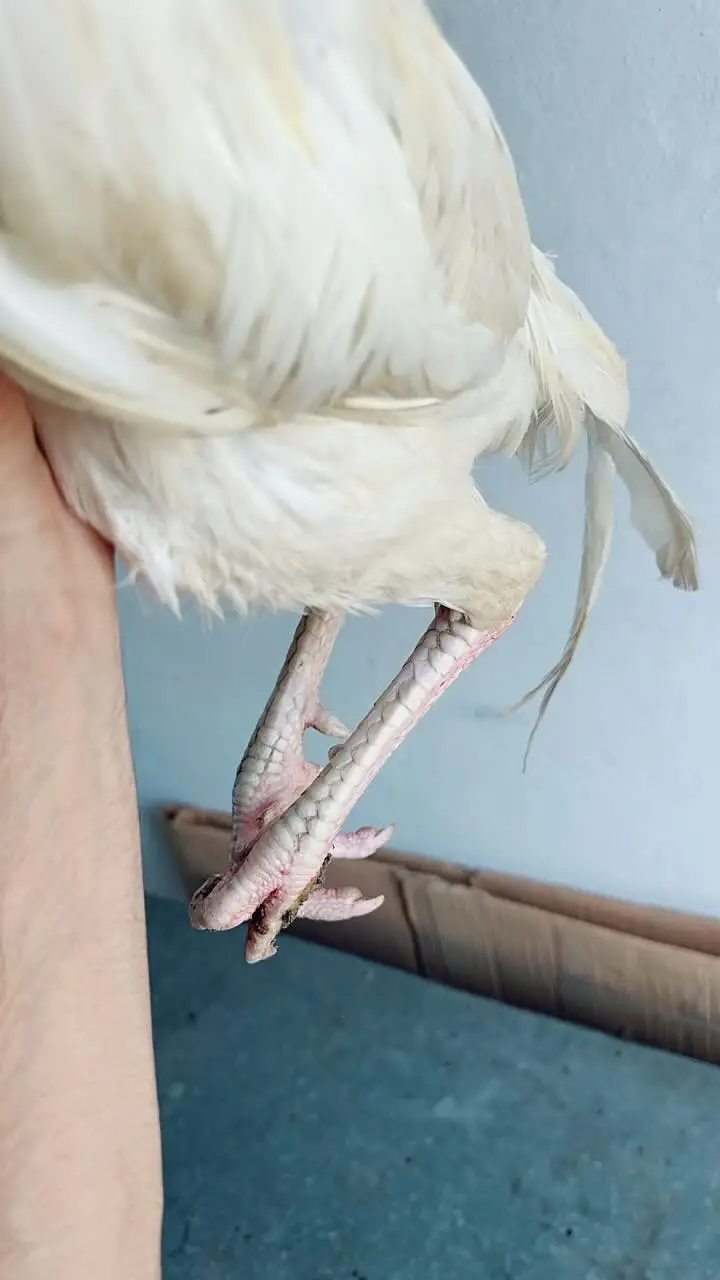 Aseel paper white heera male for sale — photo 7