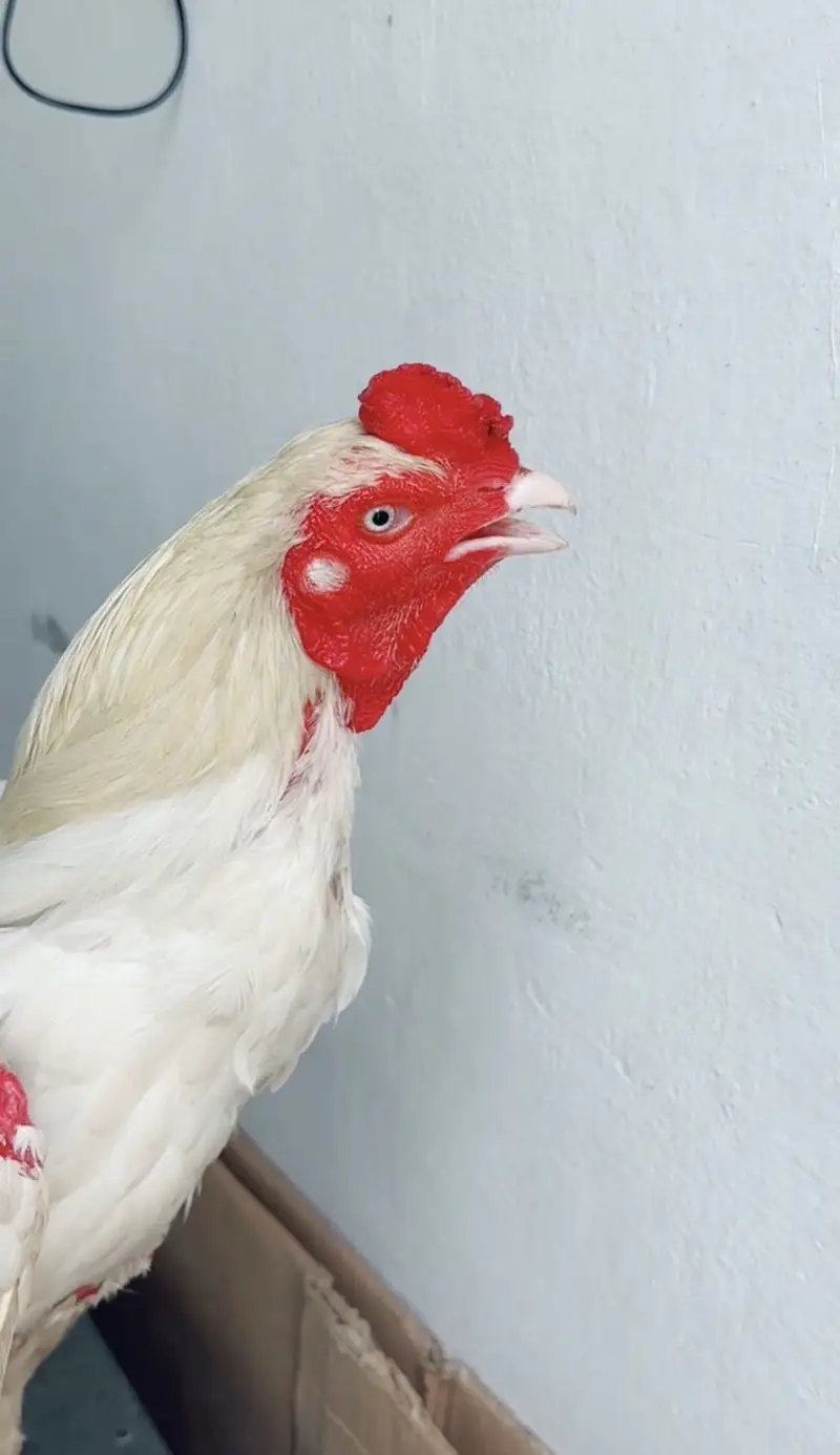 Aseel paper white heera male for sale — photo 8