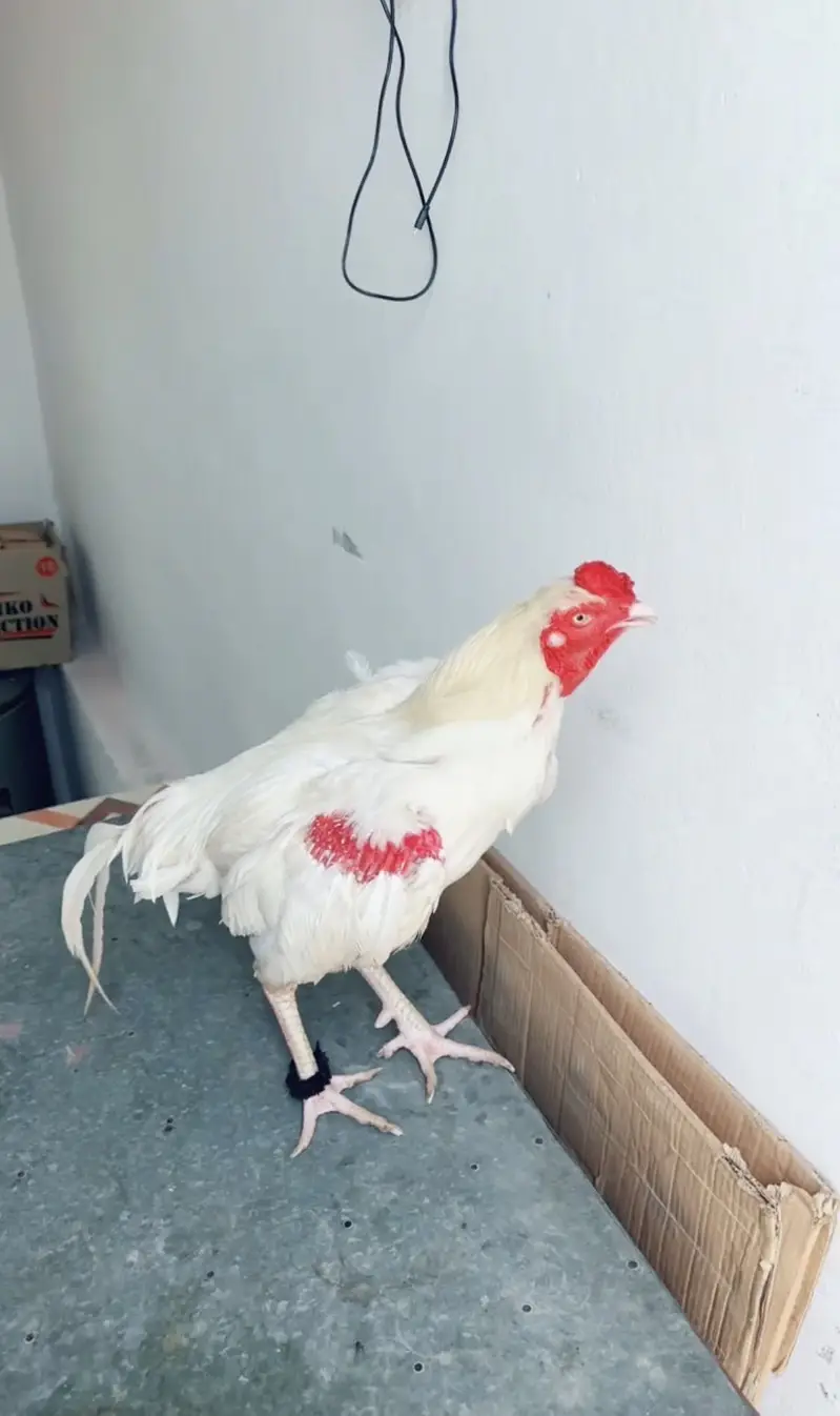 Aseel paper white heera male for sale — photo 9