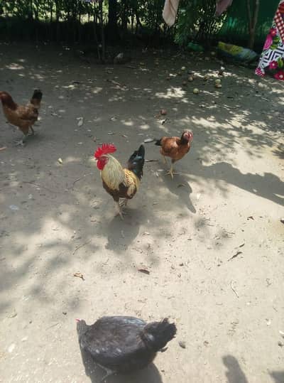 Desi And Aseel Hens