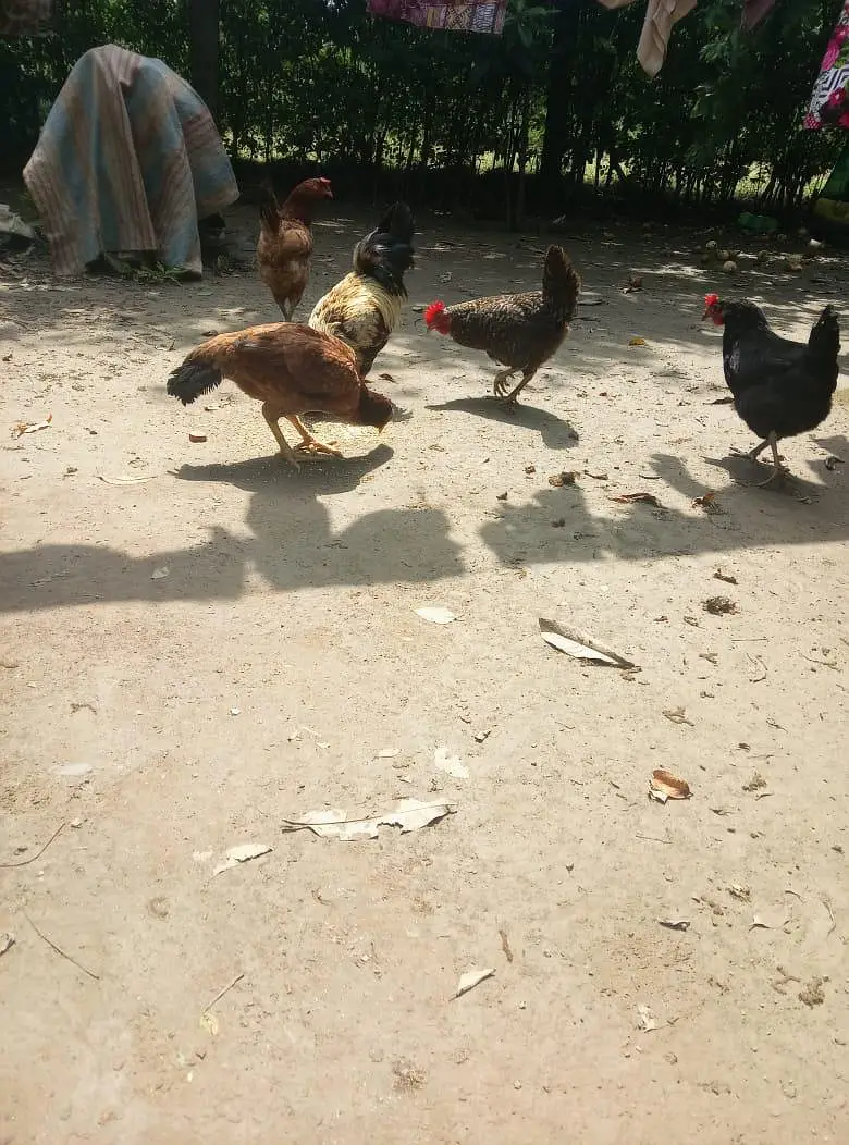 Desi And Aseel Hens — photo 2