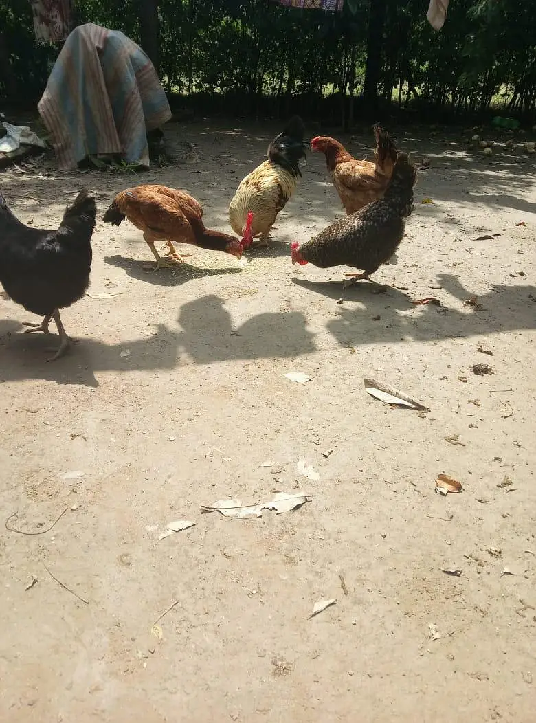 Desi And Aseel Hens — photo 3