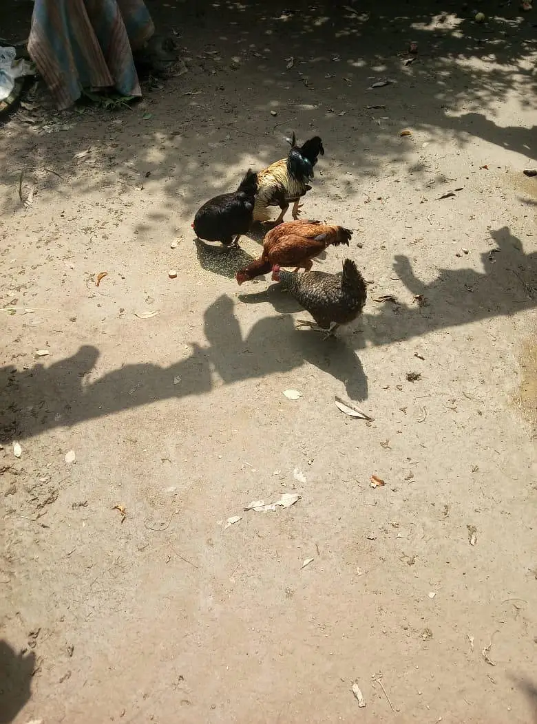 Desi And Aseel Hens — photo 4