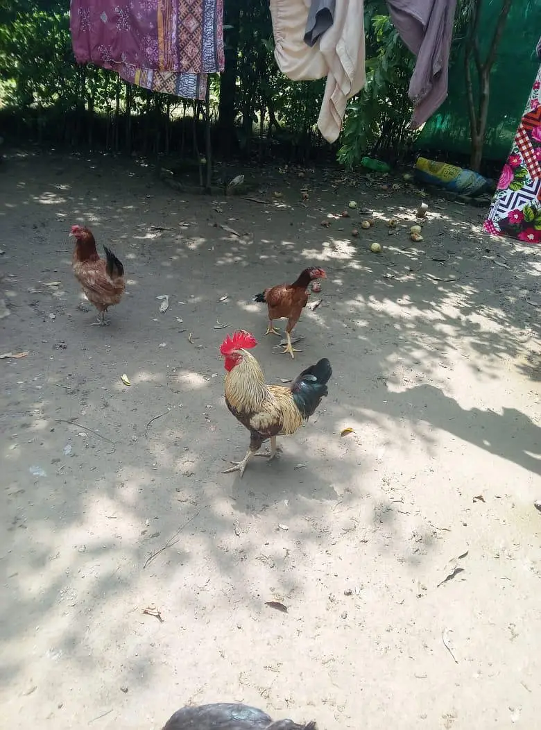 Desi And Aseel Hens — photo 5
