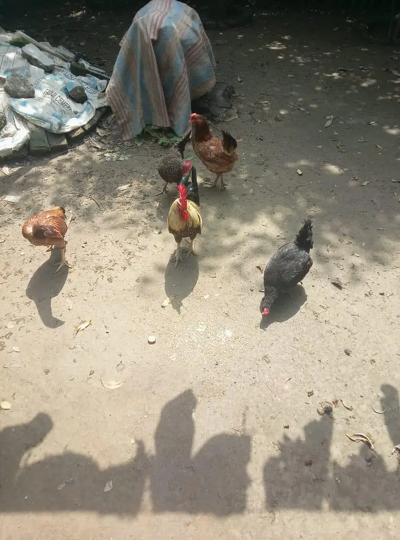 Desi And Aseel Hens — photo 6