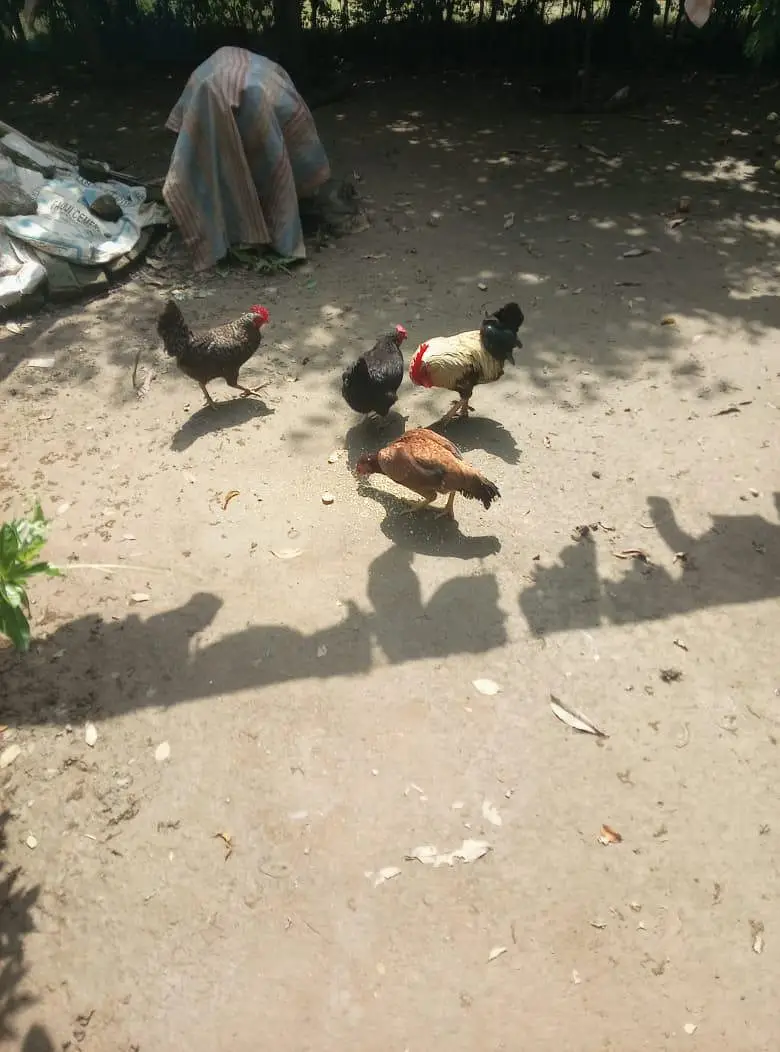 Desi And Aseel Hens — photo 7