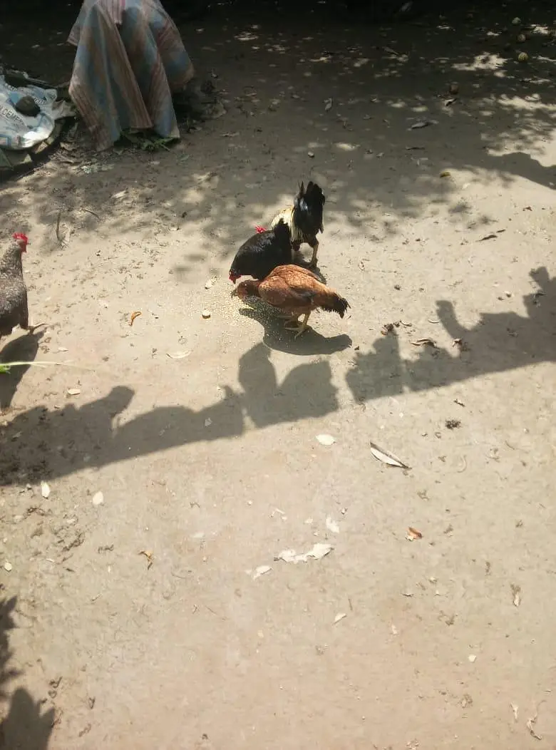 Desi And Aseel Hens — photo 8