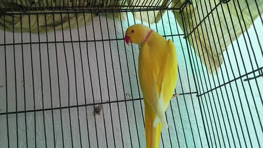 yellow ringneck parrot Dna male