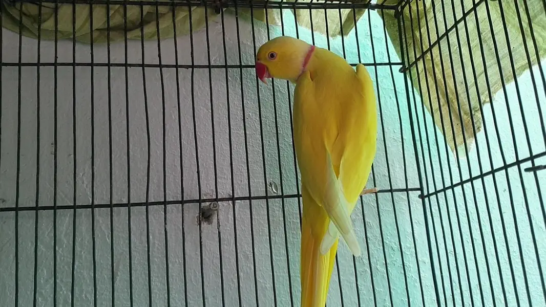 yellow ringneck parrot Dna male — photo 2