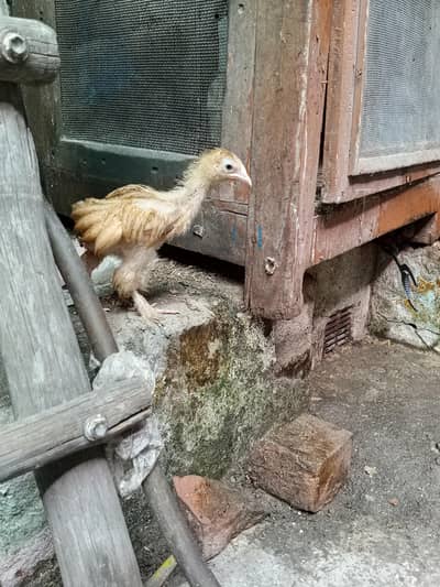 buff and Japanese chicks for sale