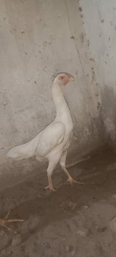 do sava do foot hight white color WhatsApp number 03047745925