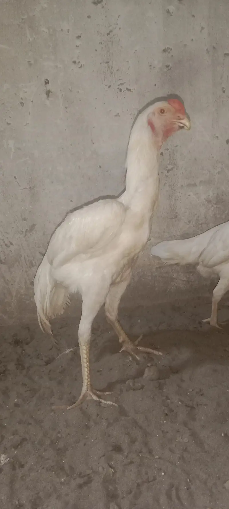 do sava do foot hight white color WhatsApp number 03047745925 — photo 2