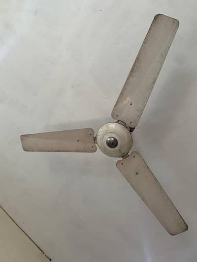 Royal Celling fan 100% Cooper
