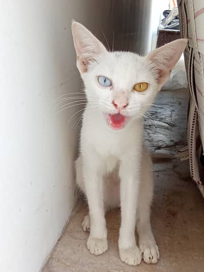 White Odd-Eyed Cat Available