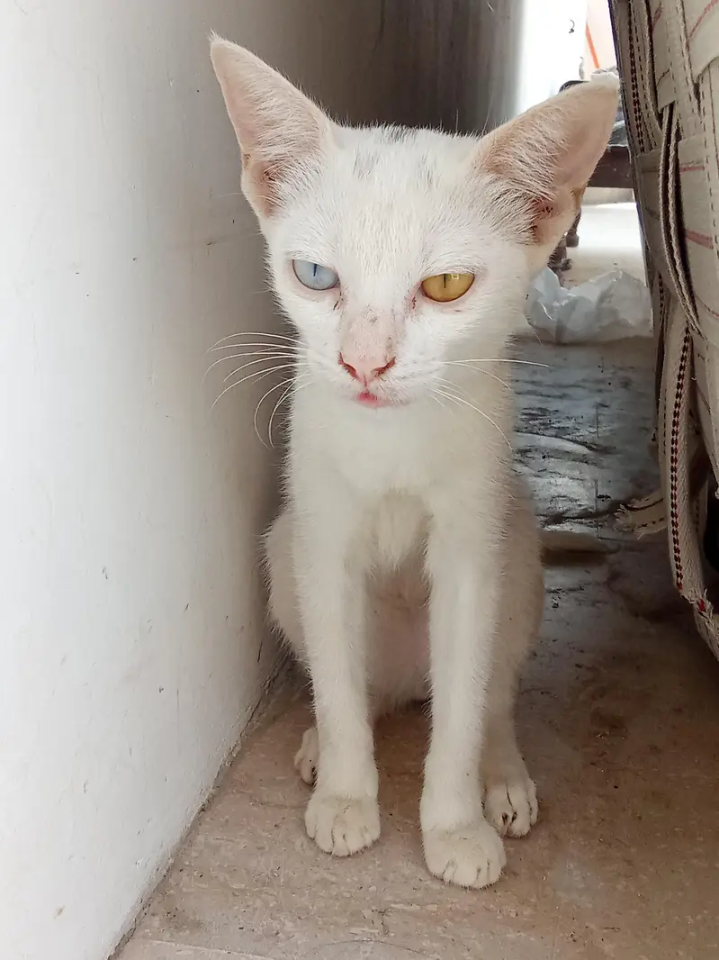 Persian Angora Turkish cat | odd-eyed — photo 2