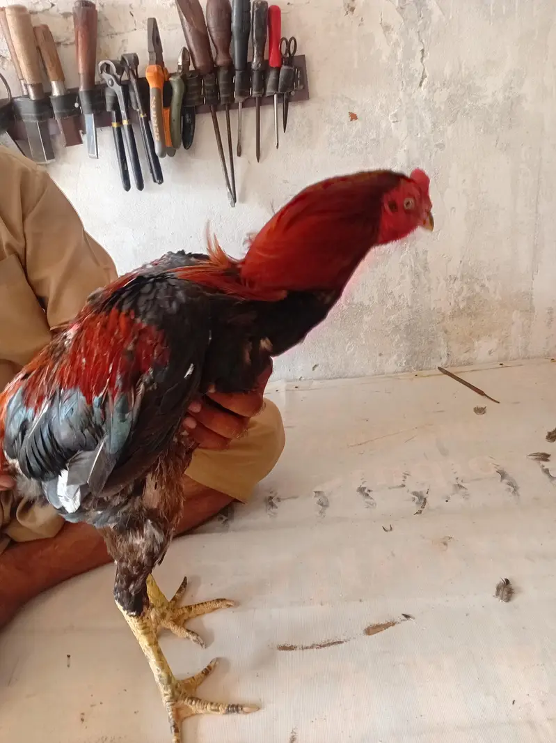 Healthy and active aseel pair garuntee of fertility. . . 03045007880 — photo 4