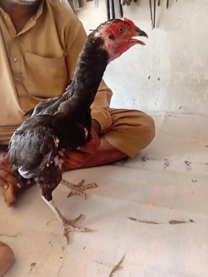 Healthy and active aseel pair garuntee of fertility. . . 03045007880 — photo 7