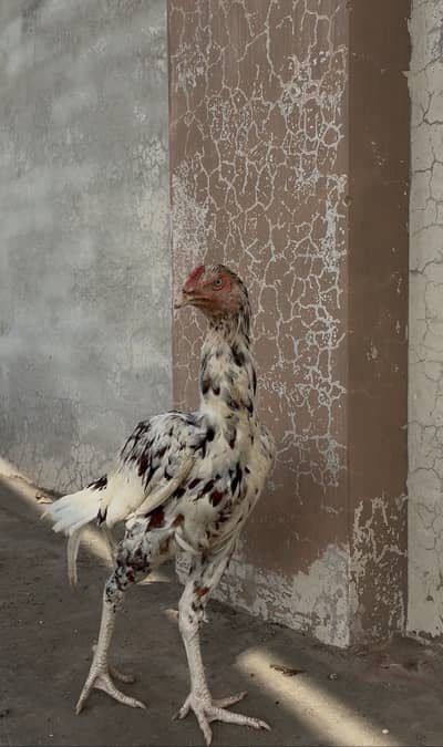 Cheena aseel mianwali patha kundal Baal white eyes 100% pure