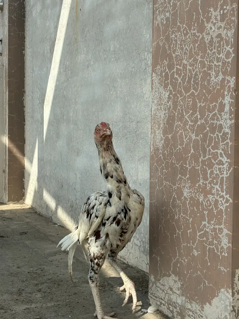 Cheena aseel mianwali patha kundal Baal white eyes 100% pure — photo 2