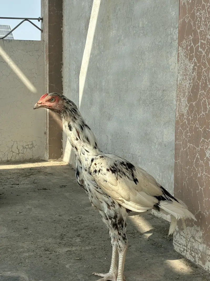 Cheena aseel mianwali patha kundal Baal white eyes 100% pure — photo 3