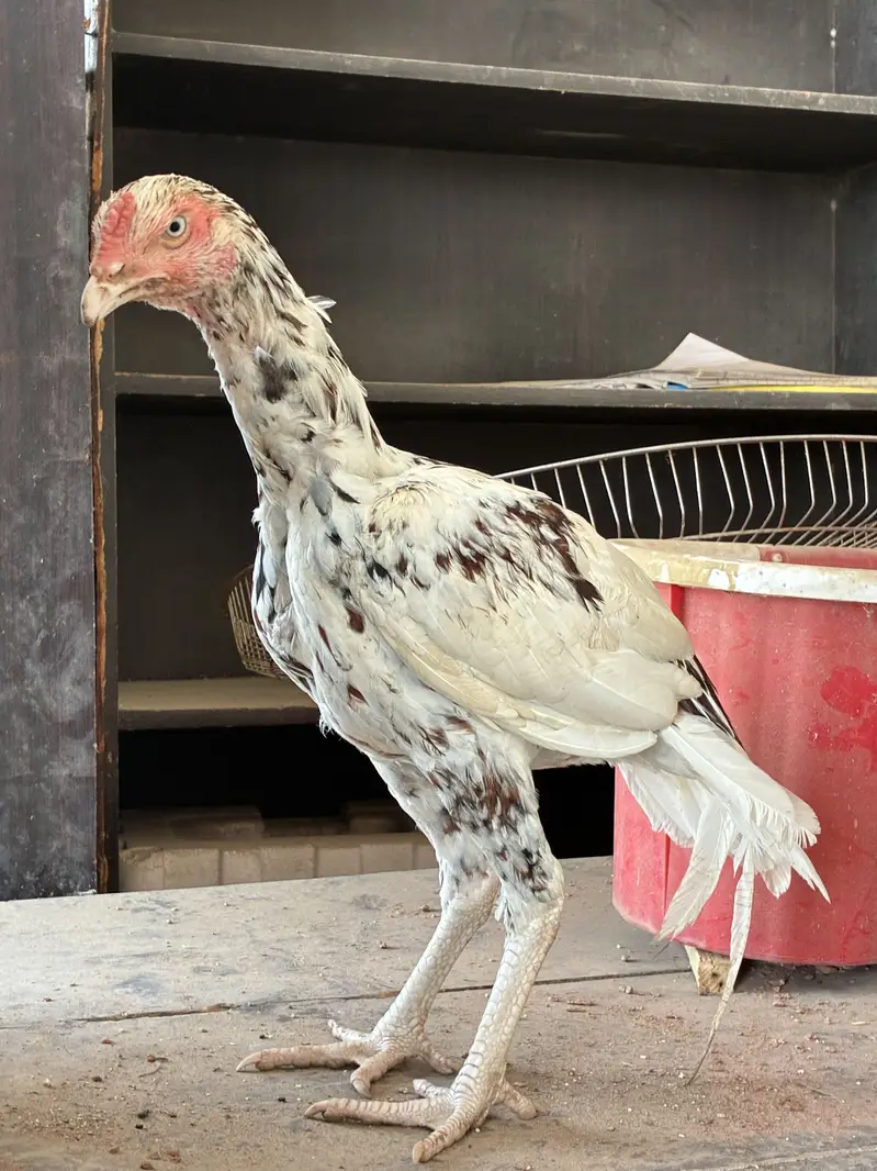 Cheena aseel mianwali patha kundal Baal white eyes 100% pure — photo 4