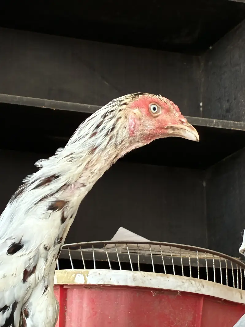 Cheena aseel mianwali patha kundal Baal white eyes 100% pure — photo 5