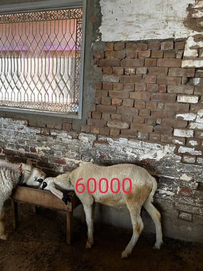 Dumba available for sale context number 03265300290