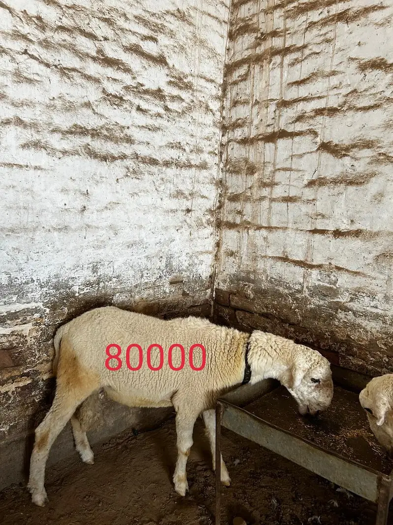 Dumba available for sale context number 03265300290 — photo 2