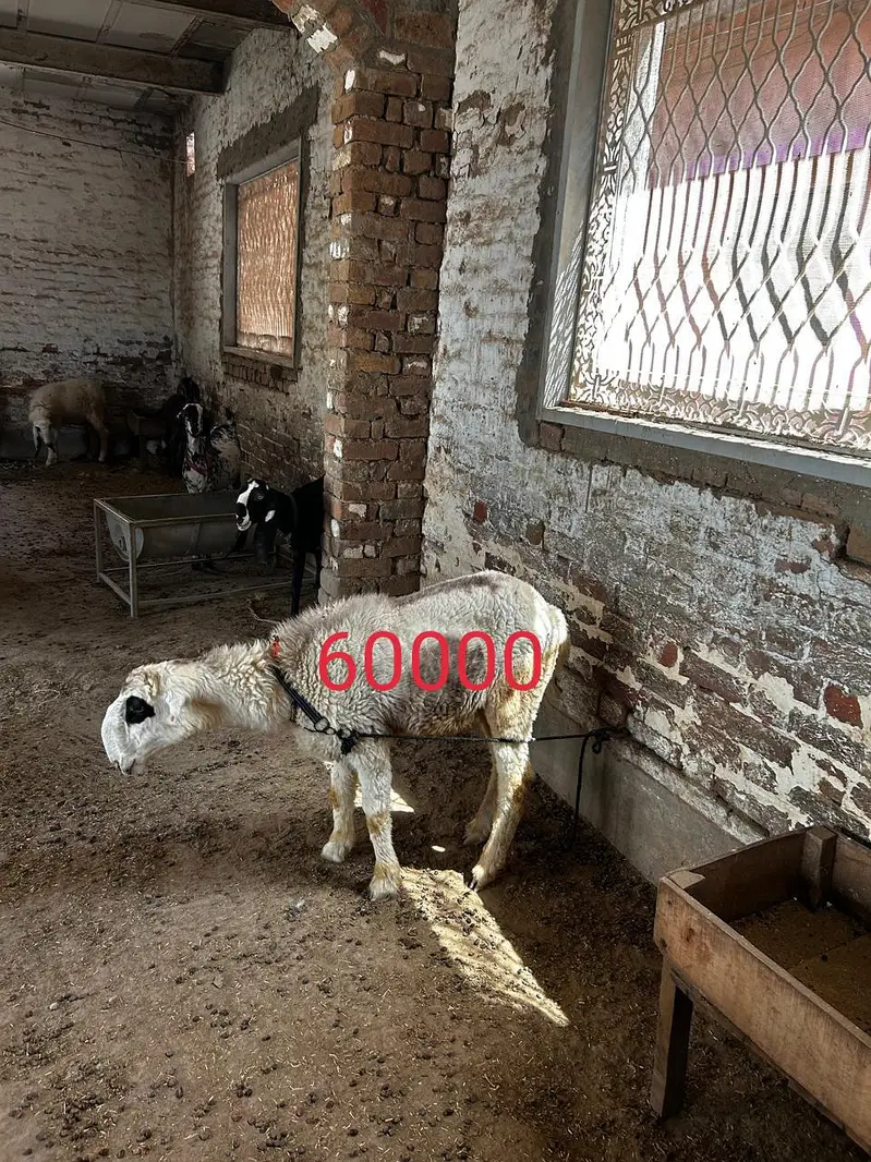 Dumba available for sale context number 03265300290 — photo 3