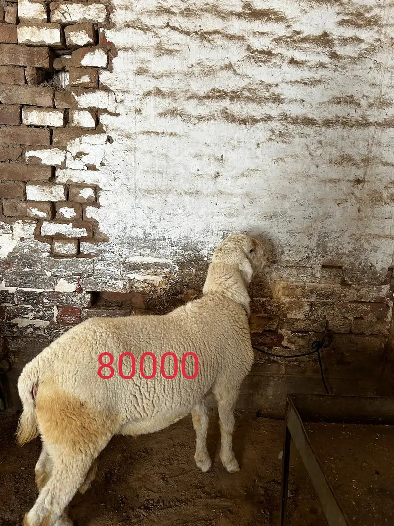 Dumba available for sale context number 03265300290 — photo 4