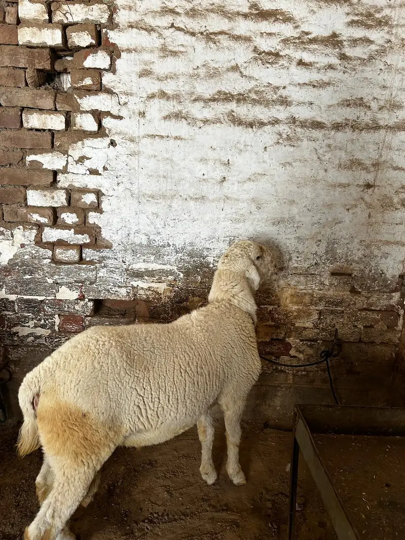 Dumba available for sale context number 03265300290 — photo 5