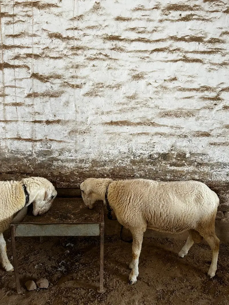 Dumba available for sale context number 03265300290 — photo 6