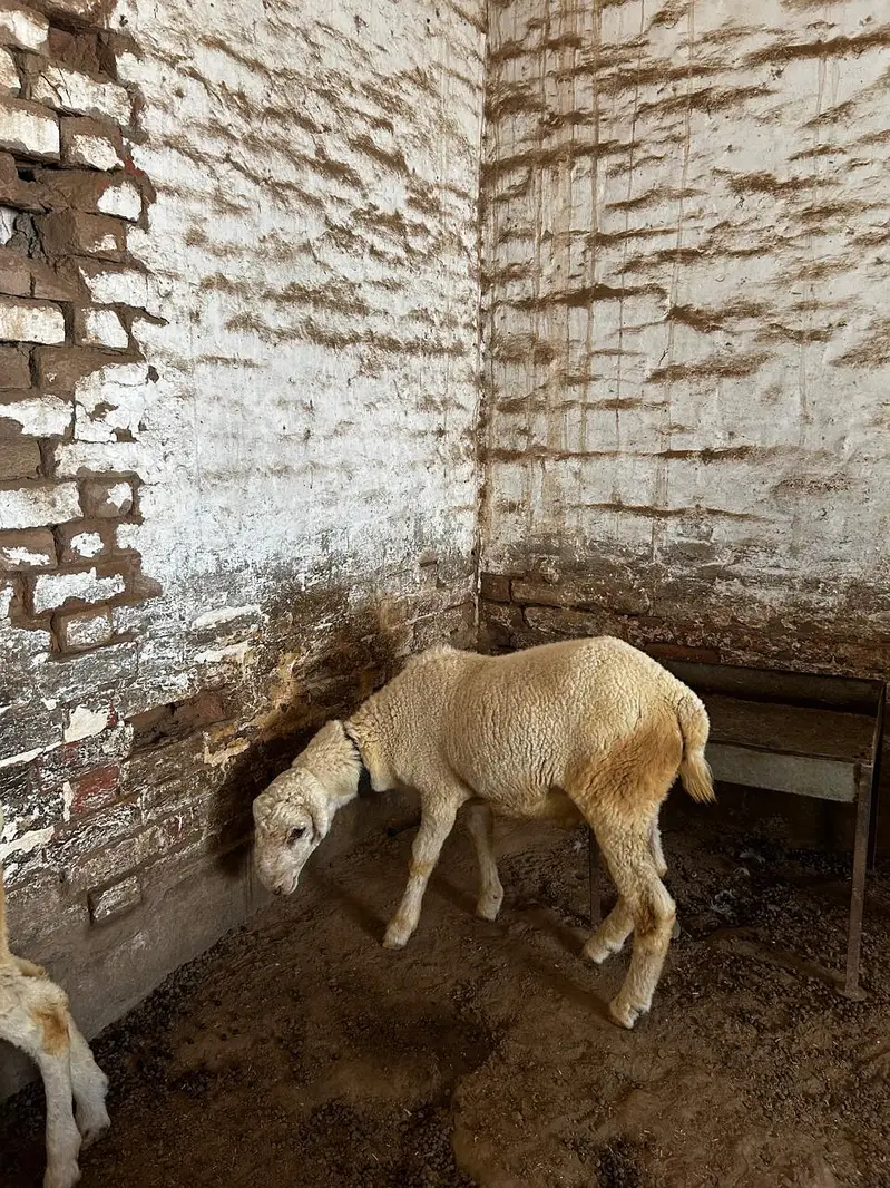 Dumba available for sale context number 03265300290 — photo 7