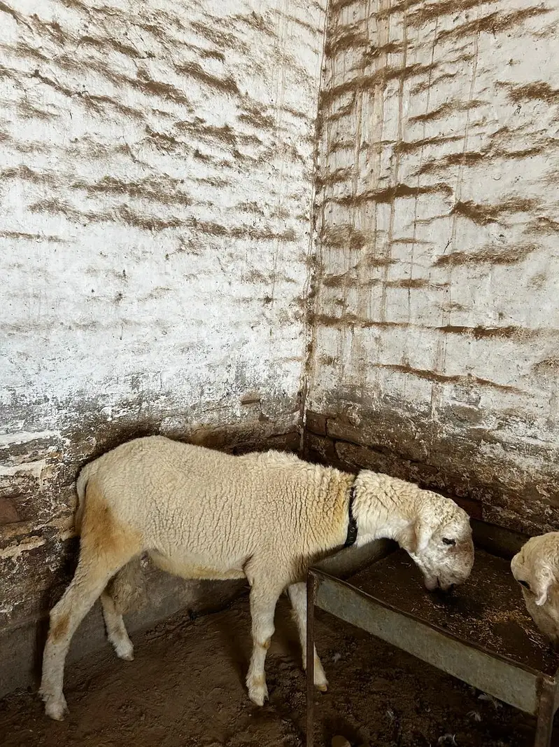 Dumba available for sale context number 03265300290 — photo 8