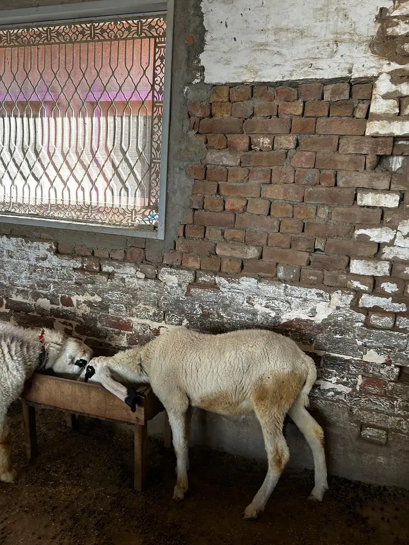 Dumba available for sale context number 03265300290 — photo 9