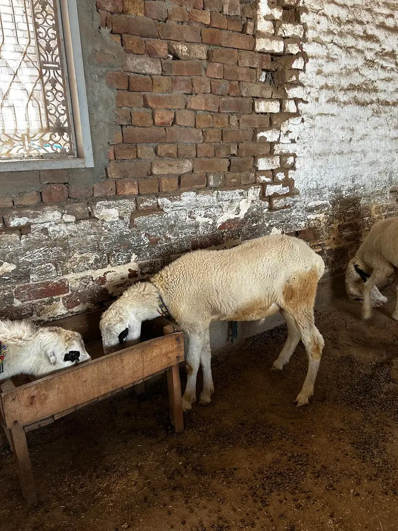 Dumba available for sale context number 03265300290 — photo 10