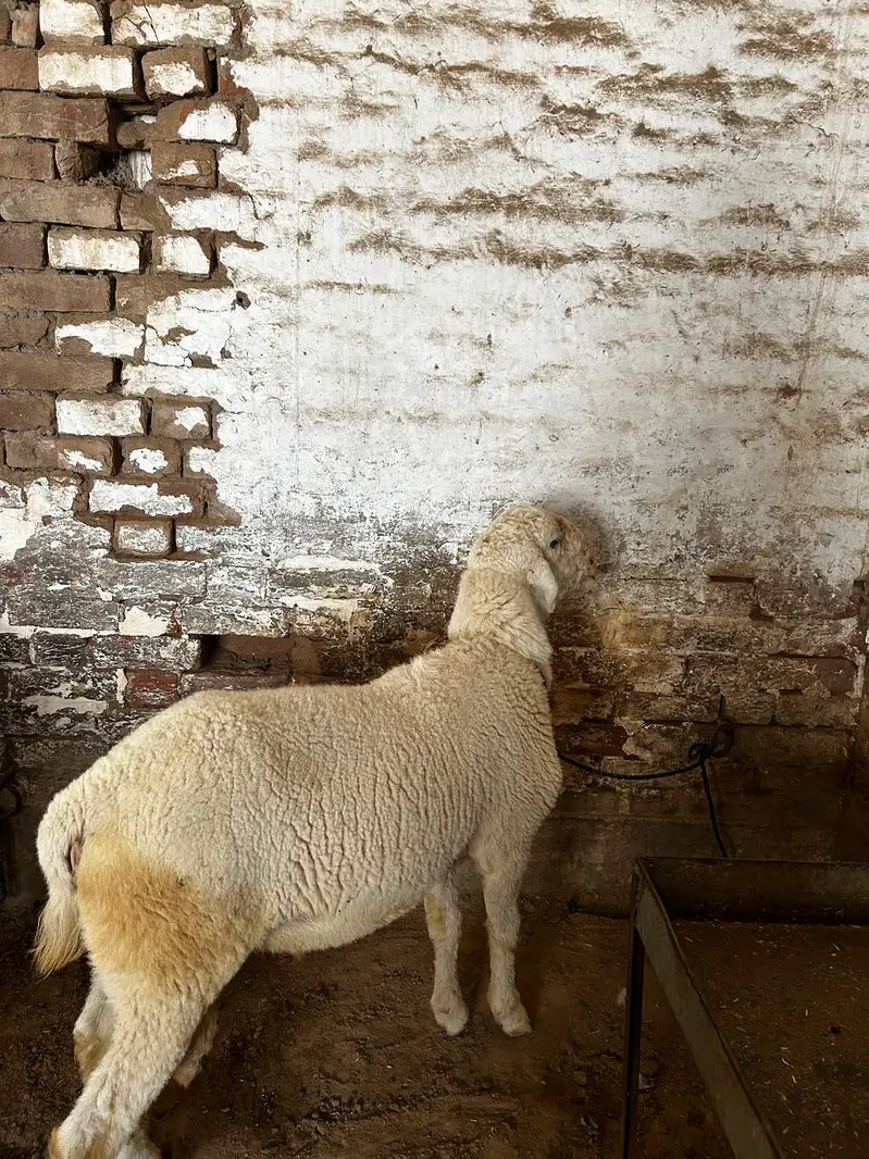 Dumba available for sale context number 03265300290 — photo 11