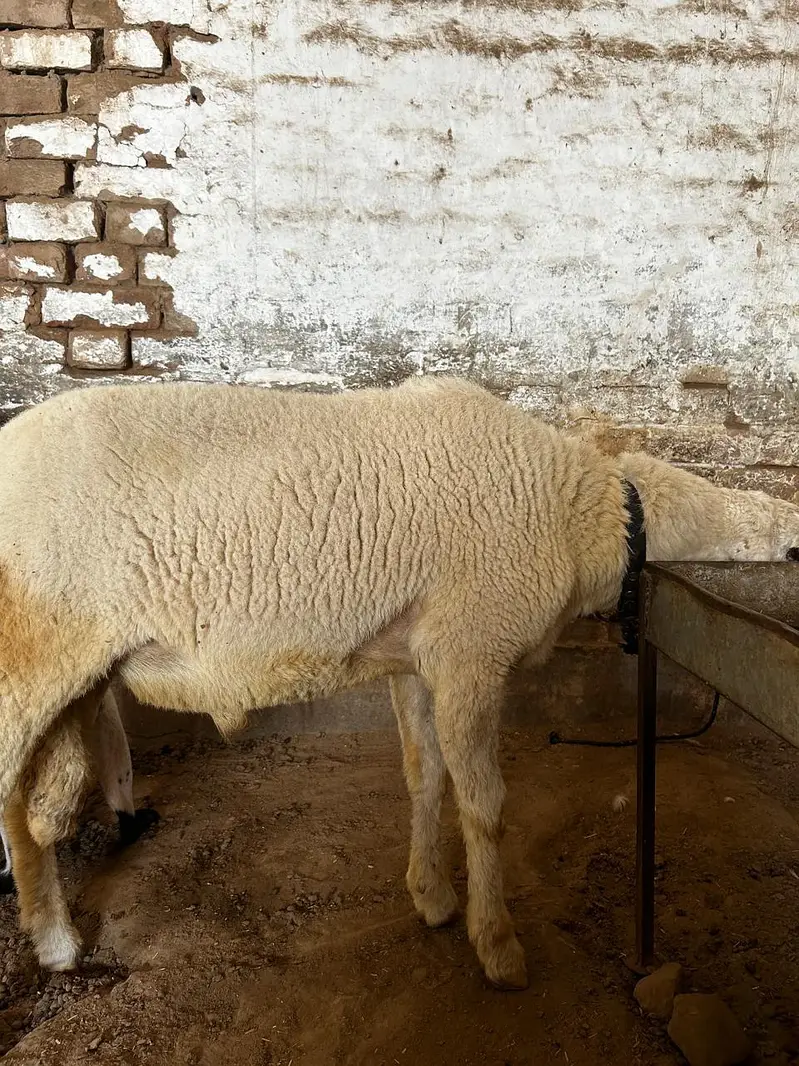 Dumba available for sale context number 03265300290 — photo 12