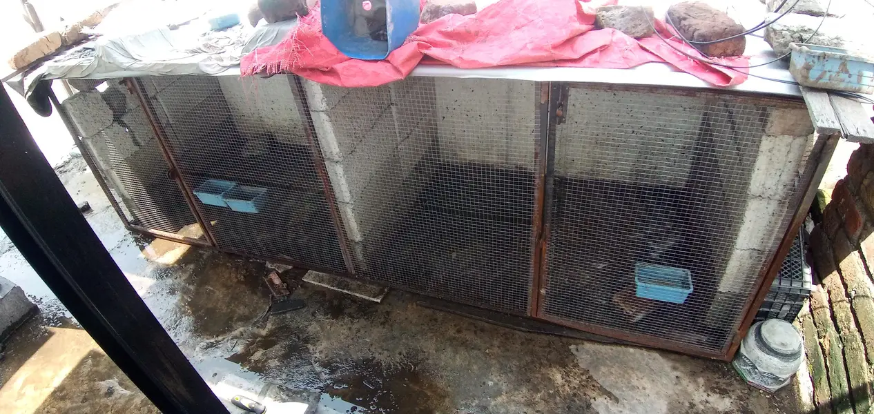 Iron Cage front Side with two Doors For Sale — photo 4