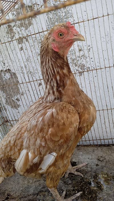 Aseel chicken for sale one piece 3000