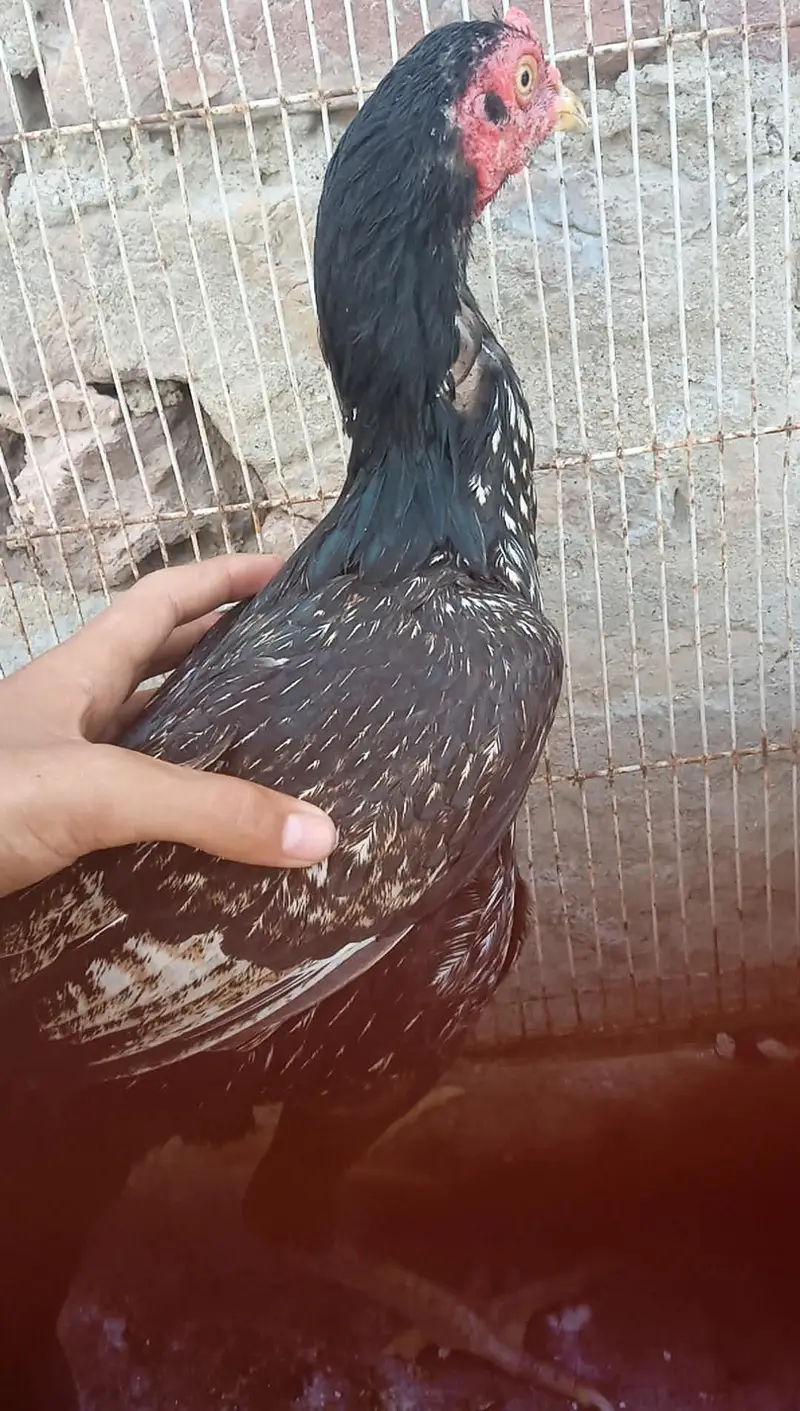 Aseel chicken for sale one piece 3000 — photo 2