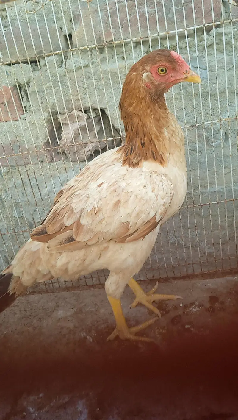 Aseel chicken for sale one piece 3000 — photo 3