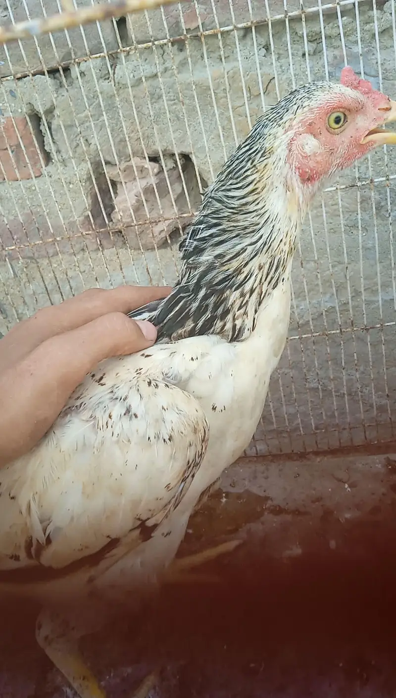 Aseel chicken for sale one piece 3000 — photo 4