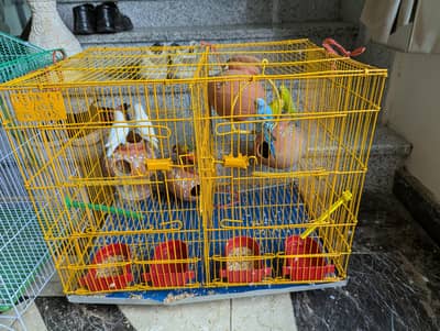 2 Budgie pair  and 2 lovebirds pair