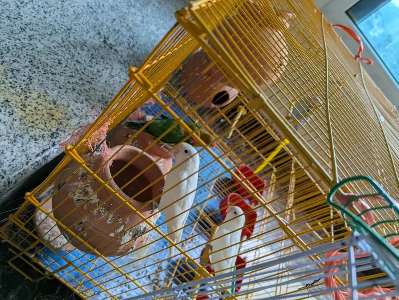 2 Budgie pair  and 2 lovebirds pair — photo 2